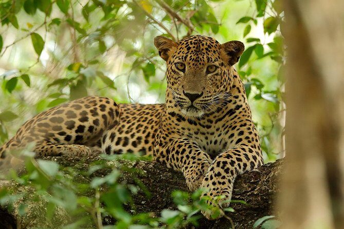 Yala National Park Private Safari (All Inclusive) From Mirissa - The Sum Up