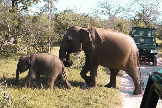 Yala National Park Private Safari - Yala National Park Private Safari: A Deep Dive into Sri Lanka’s Wildlife Sanctuary