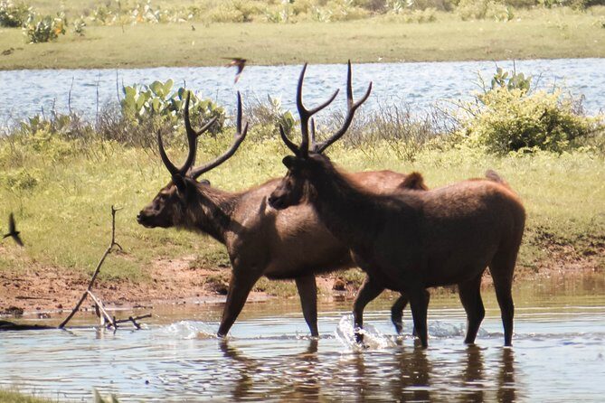 Yala National Park Private Safari - An Overview of the Yala National Park Private Safari Experience