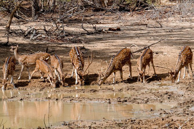Yala National Park Private Safari - Who’s This Tour For?