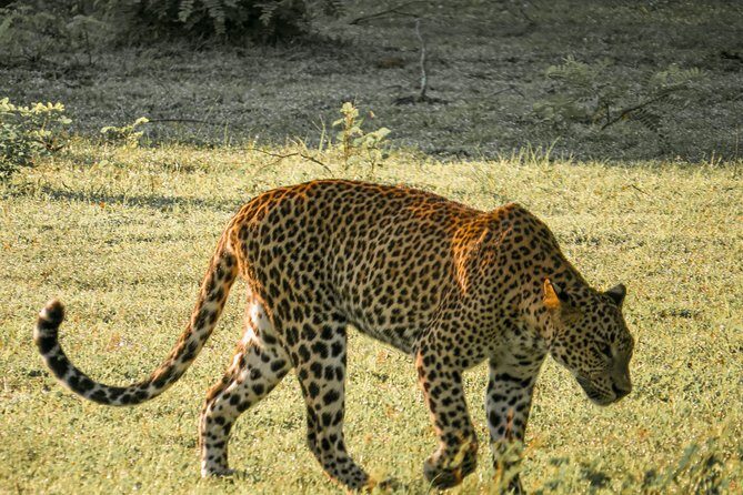 Yala National Park Private Safari - FAQ