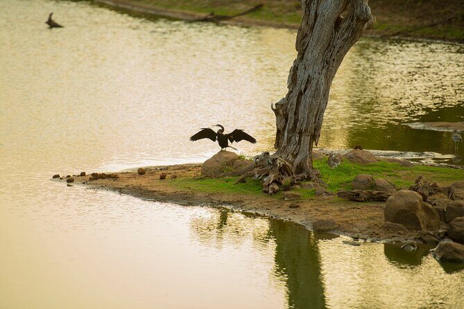 Yala National Park Private Safari Tour - A Deep Dive into the Safari Experience