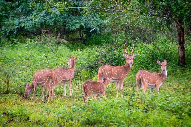 Yala National Park Private Safari trip from Galle/Unawatuna/Mirissa - Who Will Love This Safari?
