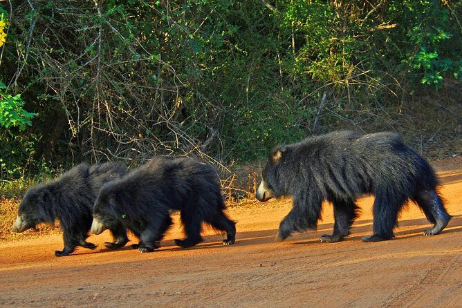 Yala National Park Private Safari trip from Galle/Unawatuna/Mirissa - The Sum Up