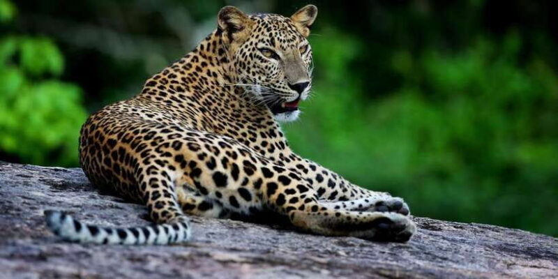 Yala National Park: Safari Experience at Dawn or Dusk - An Honest Look at the Safari Experience