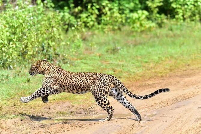 Yala National Park Safari from Ella - Yala National Park Safari from Ella: An Authentic Wildlife Adventure