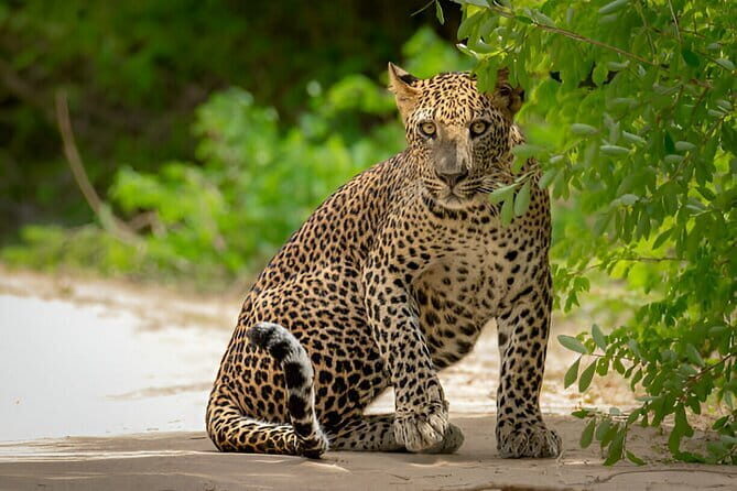 Yala National Park Safari from Ella - Key Points