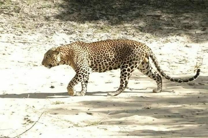 Yala National Park Safari from Ella - The Sum Up: Is It Worth It?