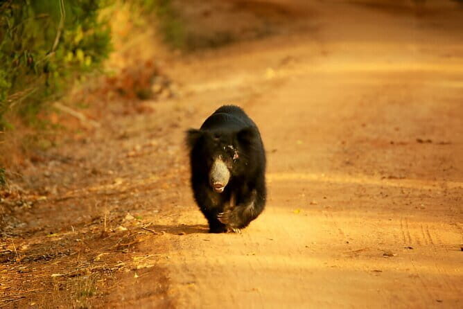 Yala National Park Safari from Ella - Frequently Asked Questions