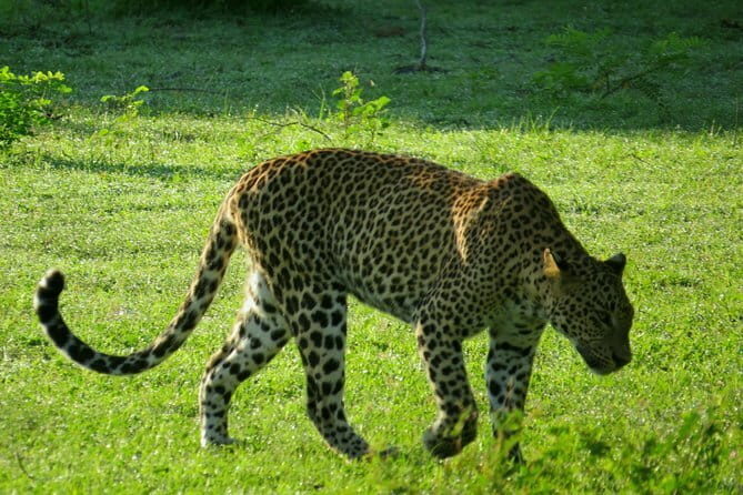 Yala National Park Safari from Ella - Experience the Wild: Yala National Park Safari from Ella