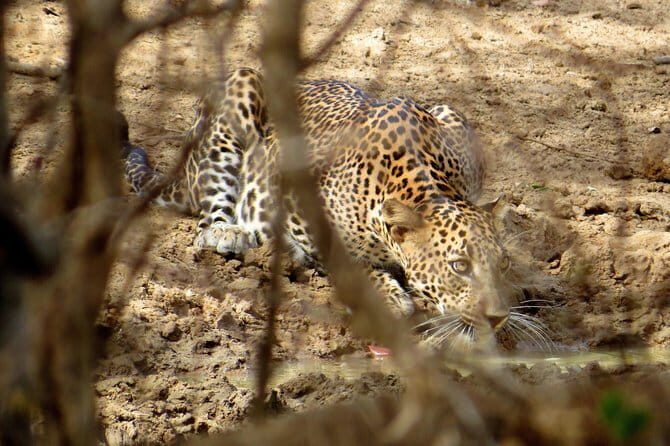 Yala National Park Safari from Ella - Key Points