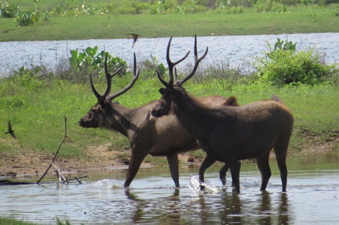 Yala National Park Safari from Ella - Is This Safari Worth It?
