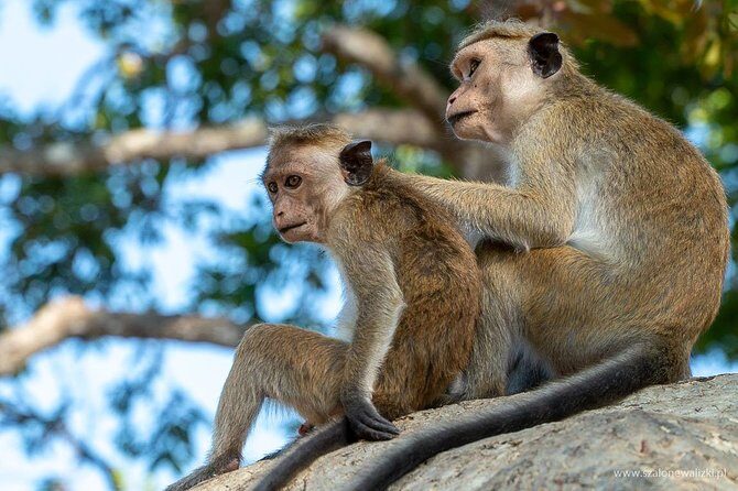 Yala National Park Safari from Galle - Value and Practicality