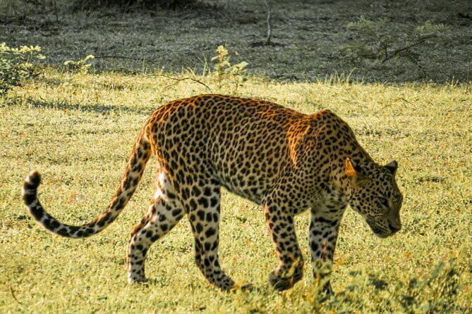 Yala National Park Safari from Hambantota Seaport - Exploring the Yala National Park Safari from Hambantota Seaport