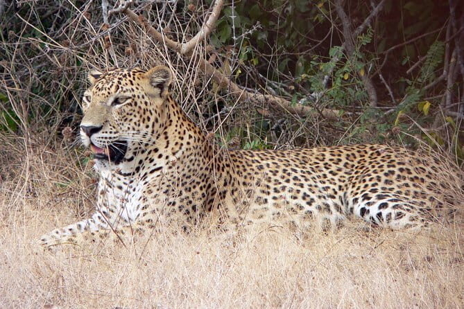 Yala National Park Safari from Hambantota Seaport - Key Points