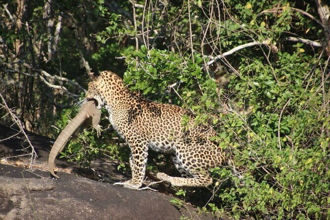 Yala National Park Safari from Hambantota Seaport - The Practical Details That Matter