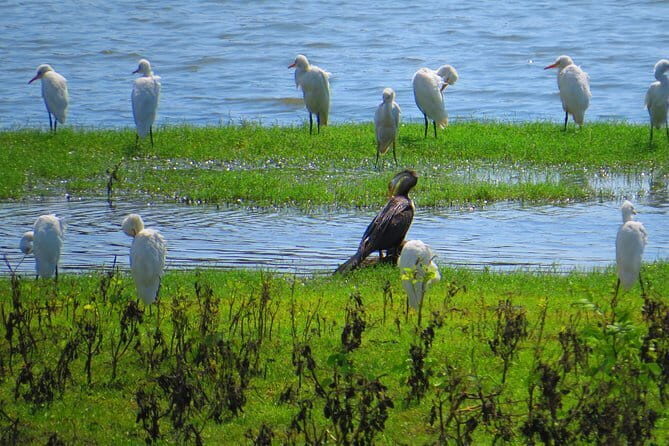 Yala National Park Safari from Hambantota Seaport - Final Thoughts: Is It Worth It?