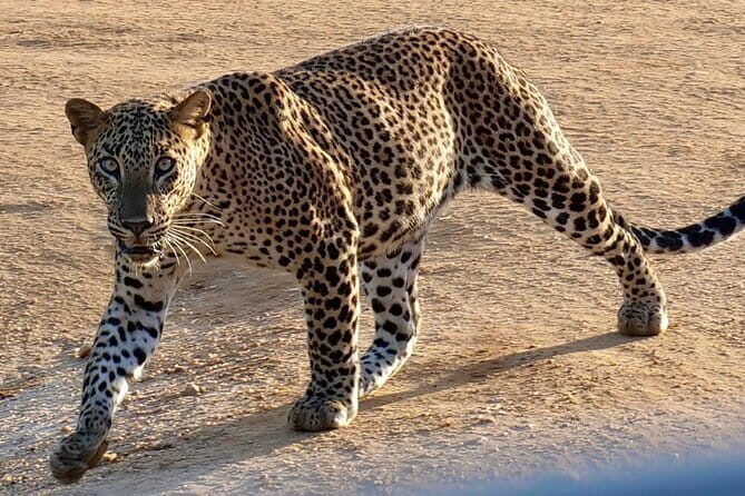 Yala National Park Safari from Hambantota Seaport - Frequently Asked Questions