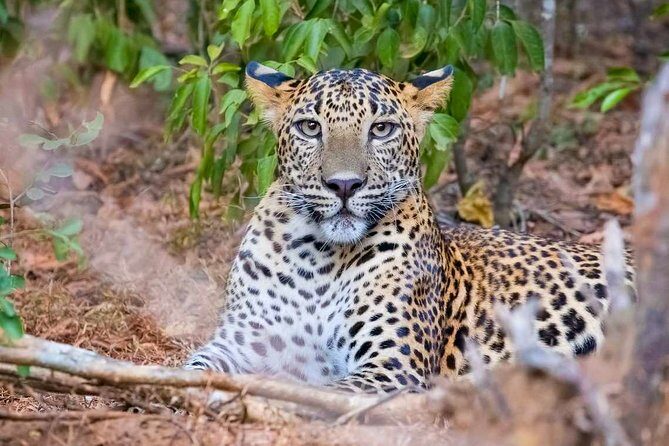 Yala National Park Safari from Weligama - Key Points