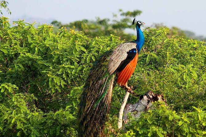 Yala National Park Safari from Weligama - Value and Cost Analysis