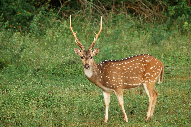 Yala National Park Safari from Weligama - Who Will Love This Tour?