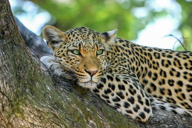 Yala National Park Safari from Weligama - The Sum Up: Who Is This Tour Perfect For?