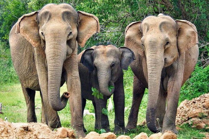 Yala National Park Safari from Weligama - FAQ
