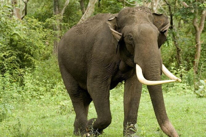 Yala National Park Safari - Half day and Full day - An In-Depth Look at the Yala Safari Experience