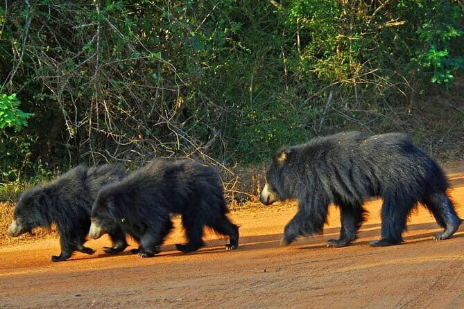 Yala National Park Safari - Half day and Full day - FAQ
