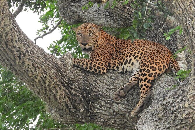 Yala National Park Safari Half Day and Full Day Tours - An Introduction to the Safari Experience