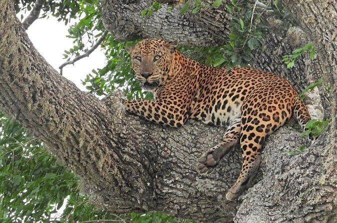 Yala National Park Safari Half Day and Full Day Tours - Authentic Encounters and Guided Insights