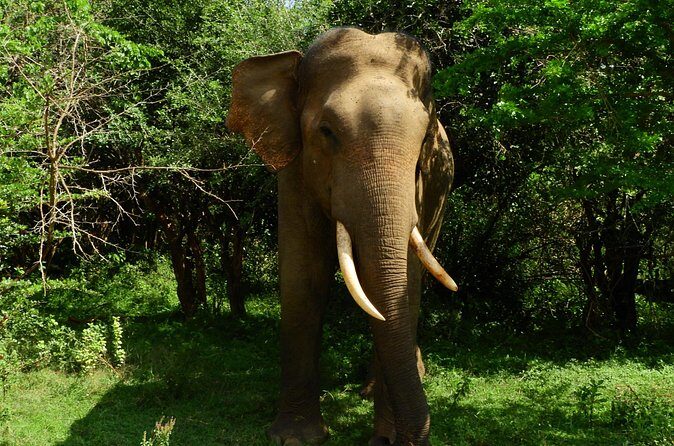 Yala National Park Safari Half Day and Full Day Tours - Additional Considerations