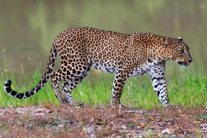 Yala National Park Safari - Private Tour - FAQ