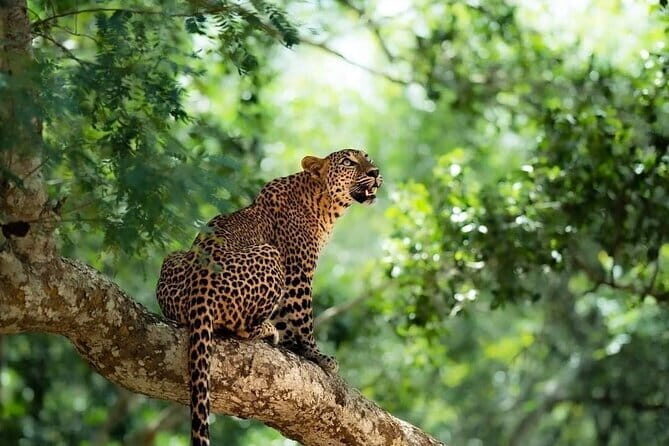 Yala National Park Safari : Special Guided Tour - Who Should Consider This Tour?