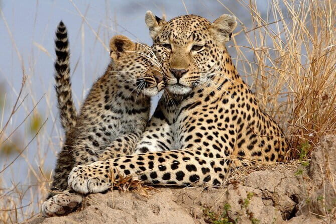 Yala National Park Safari Tours From Hambantota port - Who This Tour is Perfect For