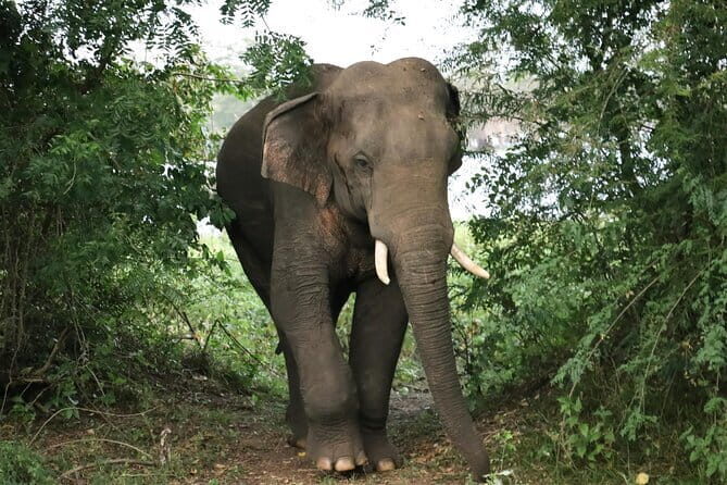 Yala National Park Safari Tours From Hambantota port - FAQ