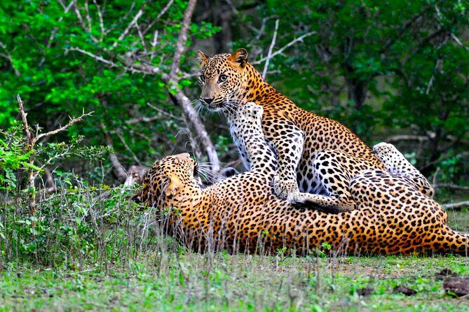 Yala National Park Safari Tours -Half Day & Full Day - Introduction