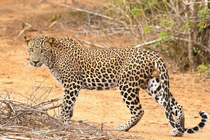 Yala National Park Safari Tours -Half Day & Full Day - Key Points