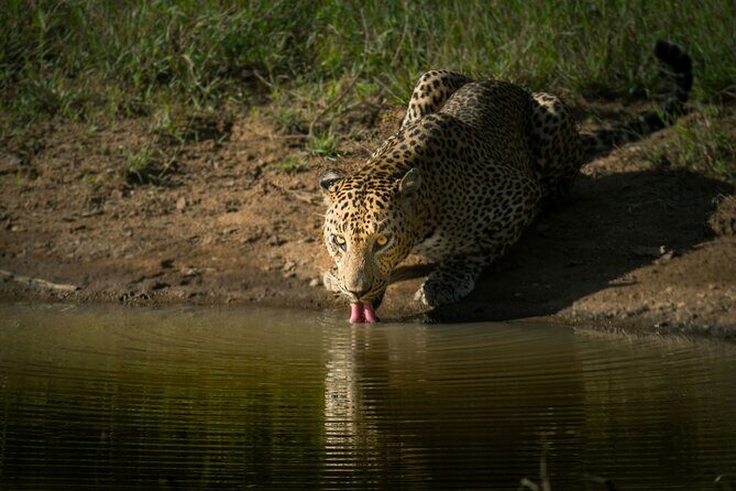 Yala National Park Safari Tours -Half Day & Full Day - FAQ