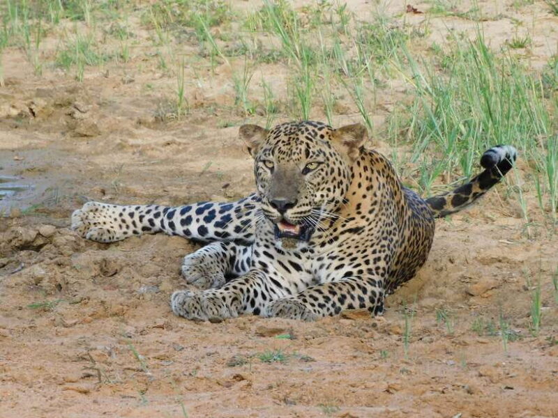 Yala National Park Safari Tours - Half Day & Full Day - An In-Depth Look at the Safari Experience