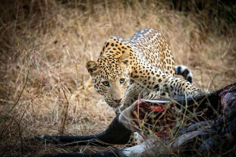 Yala National Park Safari Tours - Half Day & Full Day - Who Will Love This Safari?