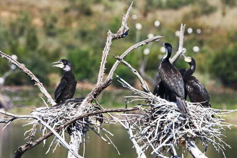 Yala National Park Safari Tours - Half Day & Full Day - The Sum Up