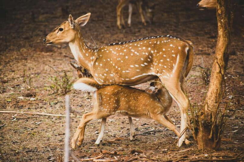 Yala National Park Safari Tours - Half Day & Full Day - FAQ