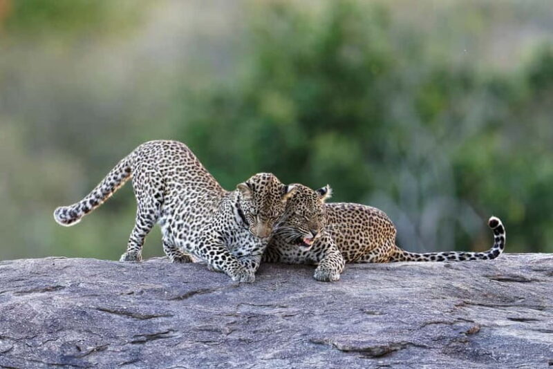 Yala National Park Safari Tours: Morning/Evening/Full Day - Key Points