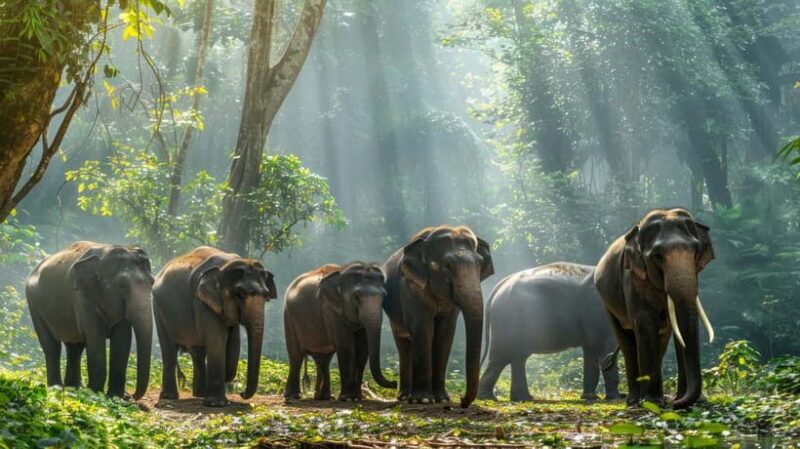 Yala National Park Safari Tours: Morning/Evening/Full Day - An In-Depth Look at the Tour Experience