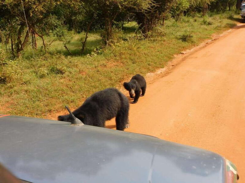 Yala National Park Safari Tours: Morning/Evening/Full Day - The Sum Up