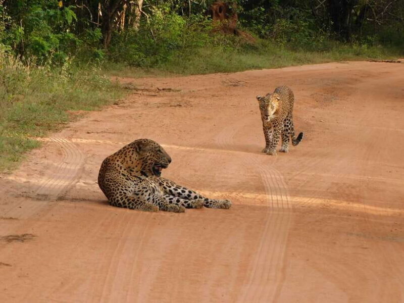 Yala National Park Safari Tours: Morning/Evening/Full Day - FAQ