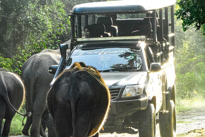 Yala National Park Shared Safari Tour Morning Evening & Full Day - Why Consider a Safari Tour of Yala?