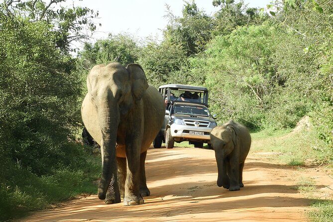 Yala National Park Shared Safari Tour Morning Evening & Full Day - Transport and Group Size