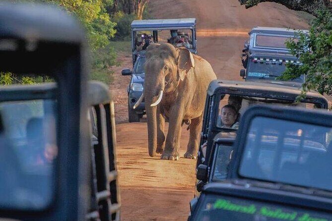 Yala National Park Shared Safari Tour Morning Evening & Full Day - Authentic Experiences & Reviews